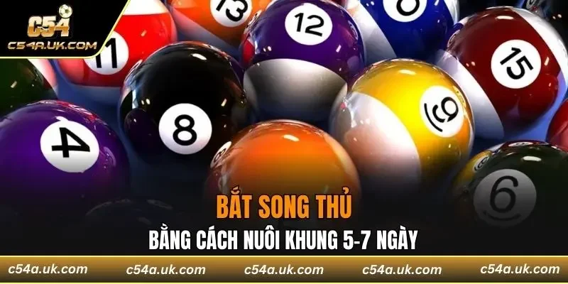 Bắt song thủ bằng cách nuôi khung 5-7 ngày