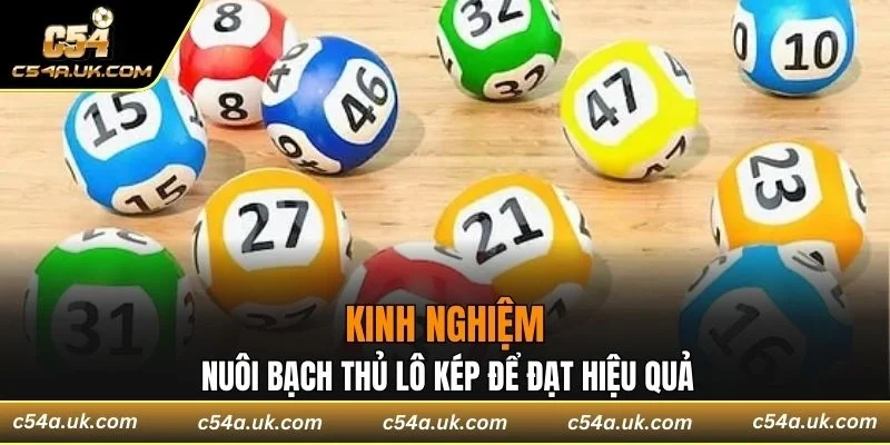 Kinh nghiệm nuôi bạch thủ lô kép để đạt hiệu quả